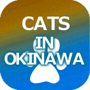 沖縄の猫,ねこ,ネコ